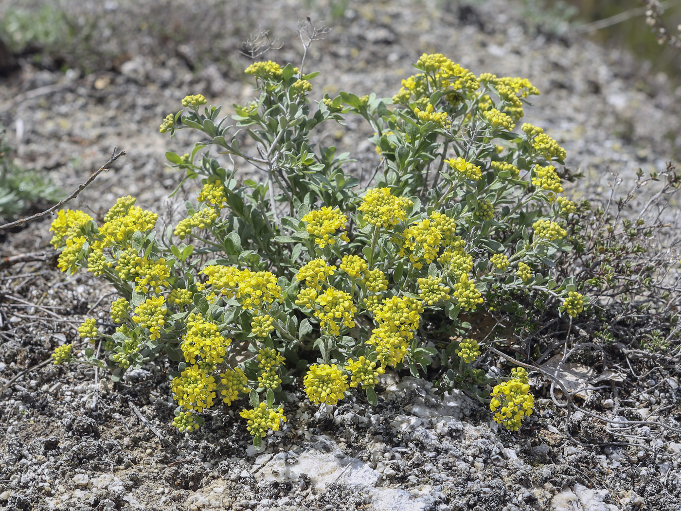 Image of Odontarrhena obovata specimen.