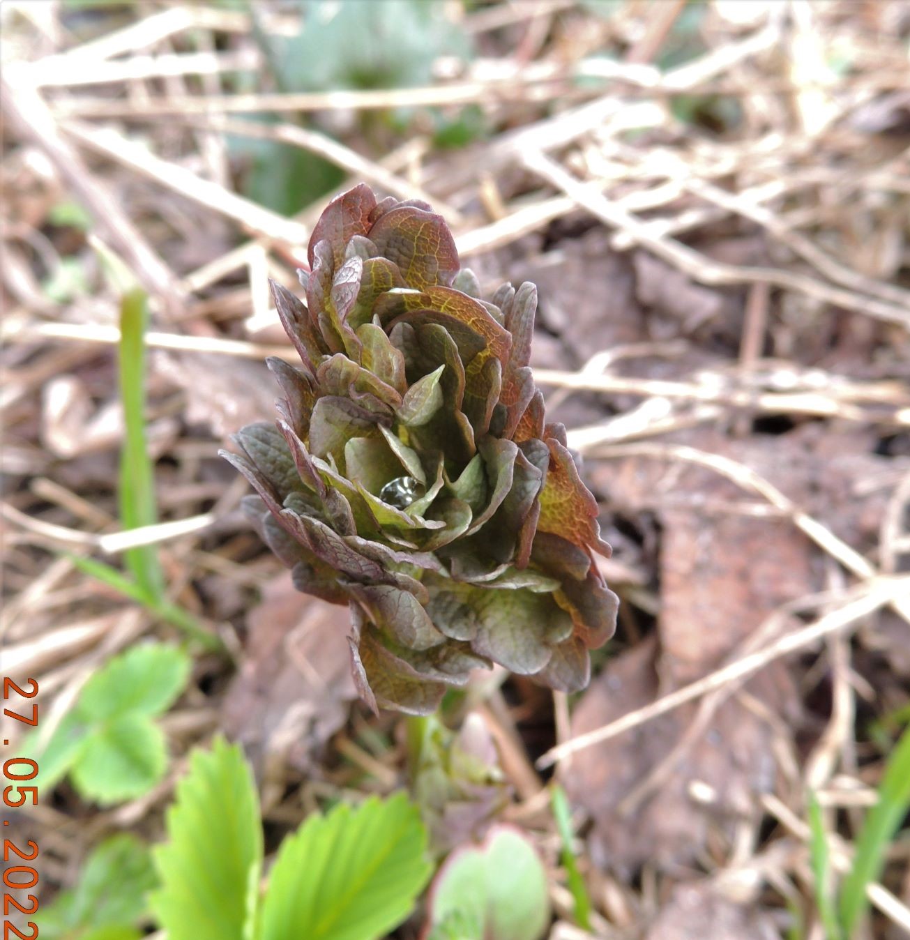 Image of Thalictrum minus specimen.