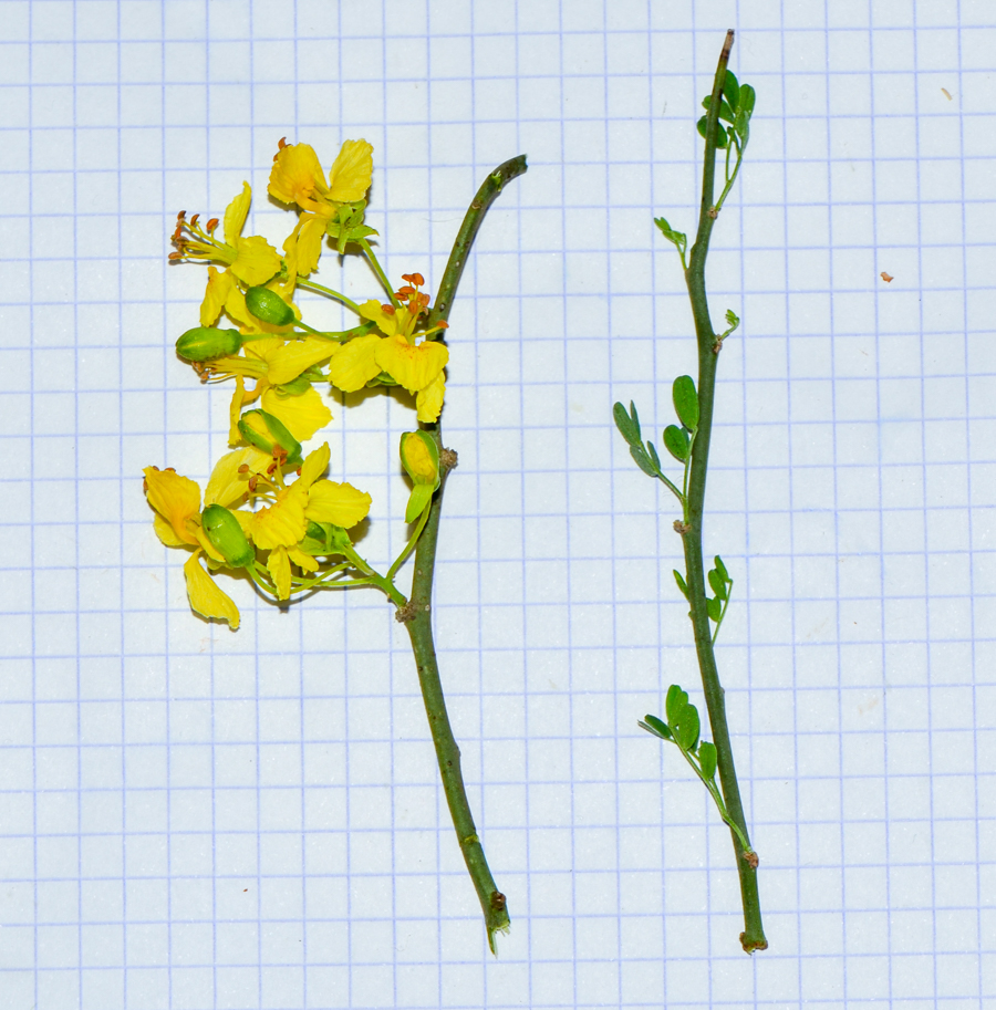 Изображение особи Parkinsonia florida.