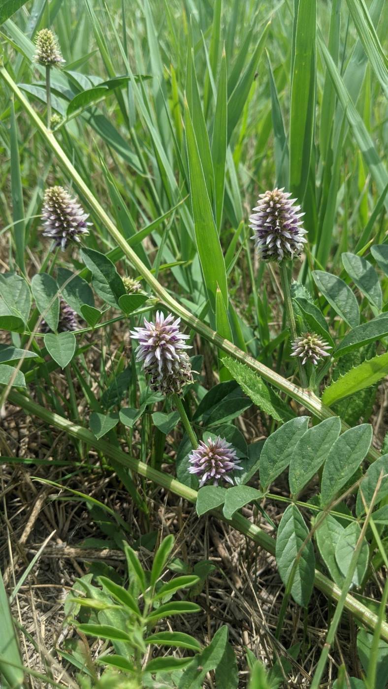 Изображение особи Glycyrrhiza echinata.