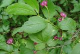 Lonicera maximowiczii