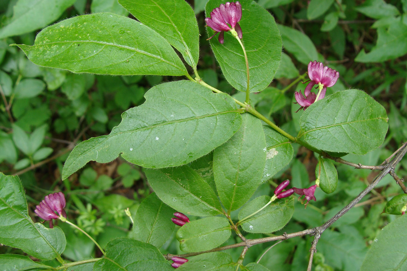 Image of Lonicera maximowiczii specimen.