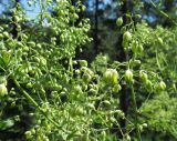 Thalictrum globiflorum