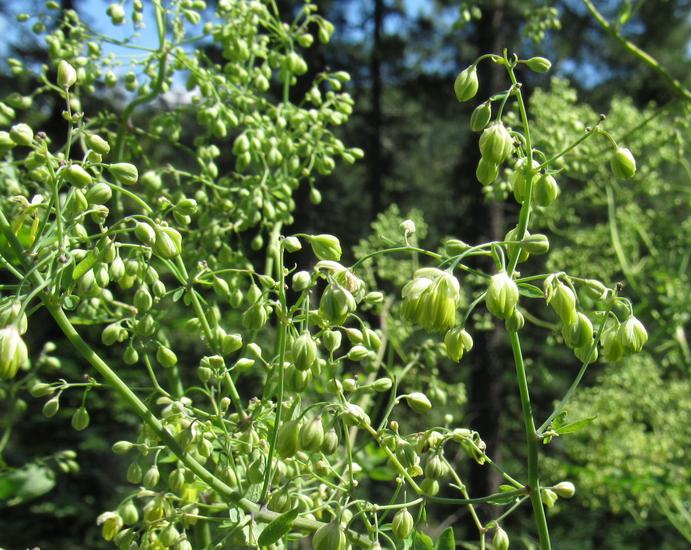 Изображение особи Thalictrum globiflorum.