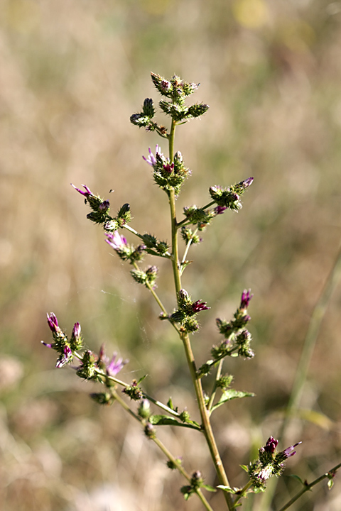 Изображение особи Cousinia umbrosa.