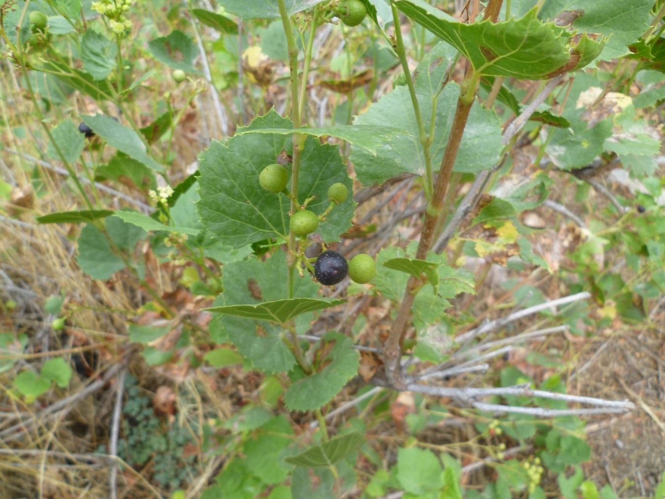Image of Ampelopsis aegirophylla specimen.