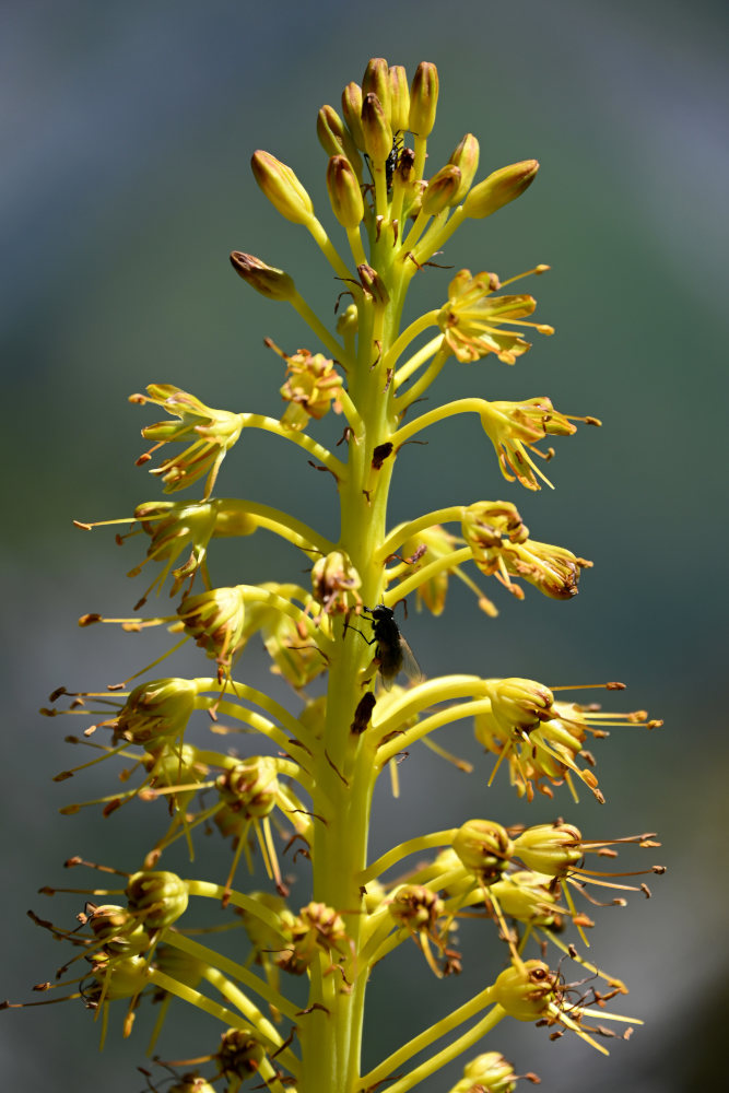 Image of Eremurus fuscus specimen.