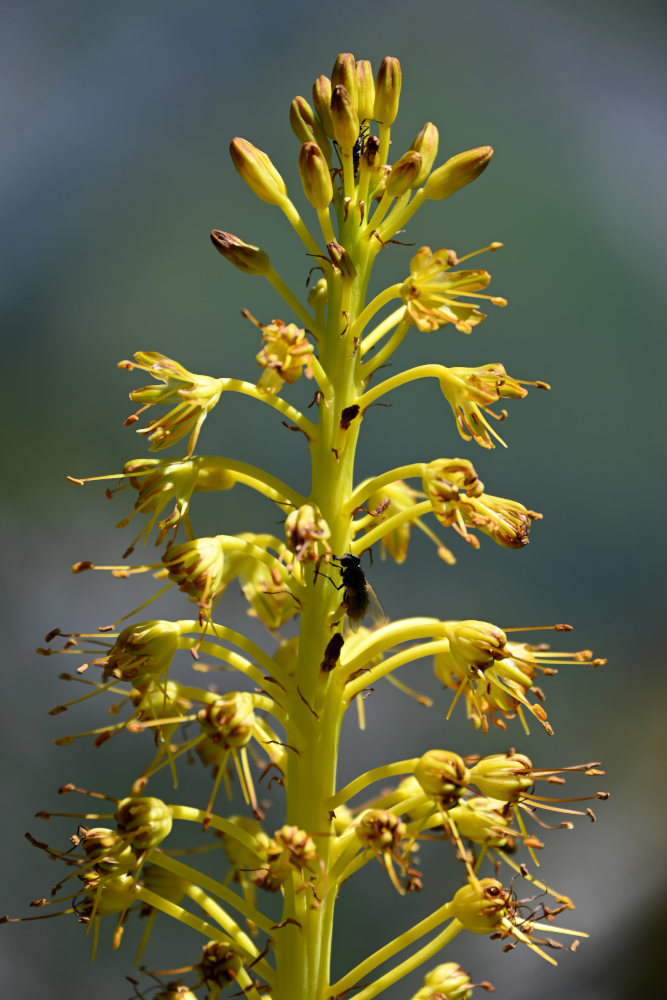 Изображение особи Eremurus fuscus.