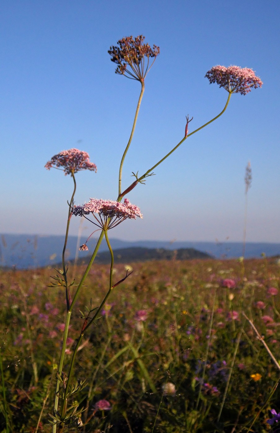 Изображение особи Pimpinella rhodantha.