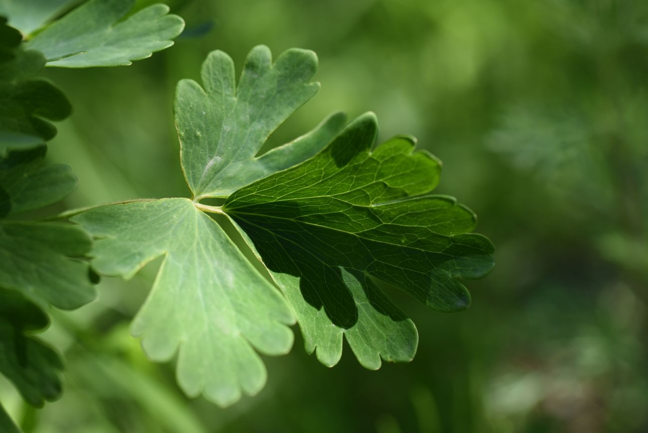 Изображение особи Aquilegia olympica.