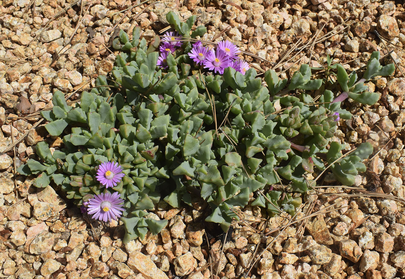 Изображение особи Lampranthus deltoides.