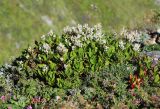 Aconogonon jurii