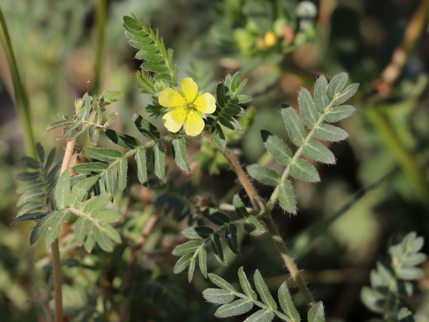 Изображение особи Tribulus terrestris.