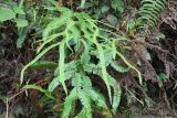 Sticherus truncatus. Вегетирующее растение. Малайзия, штат Паханг, р-н Рауб, Fraser's Hill, заповедник \"Jeriau Waterfall\". 01.11.2012.