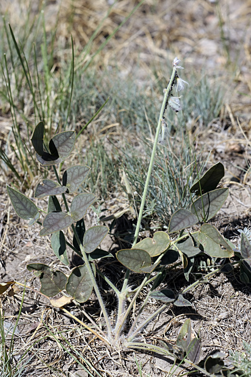 Image of Onobrychis chorassanica specimen.