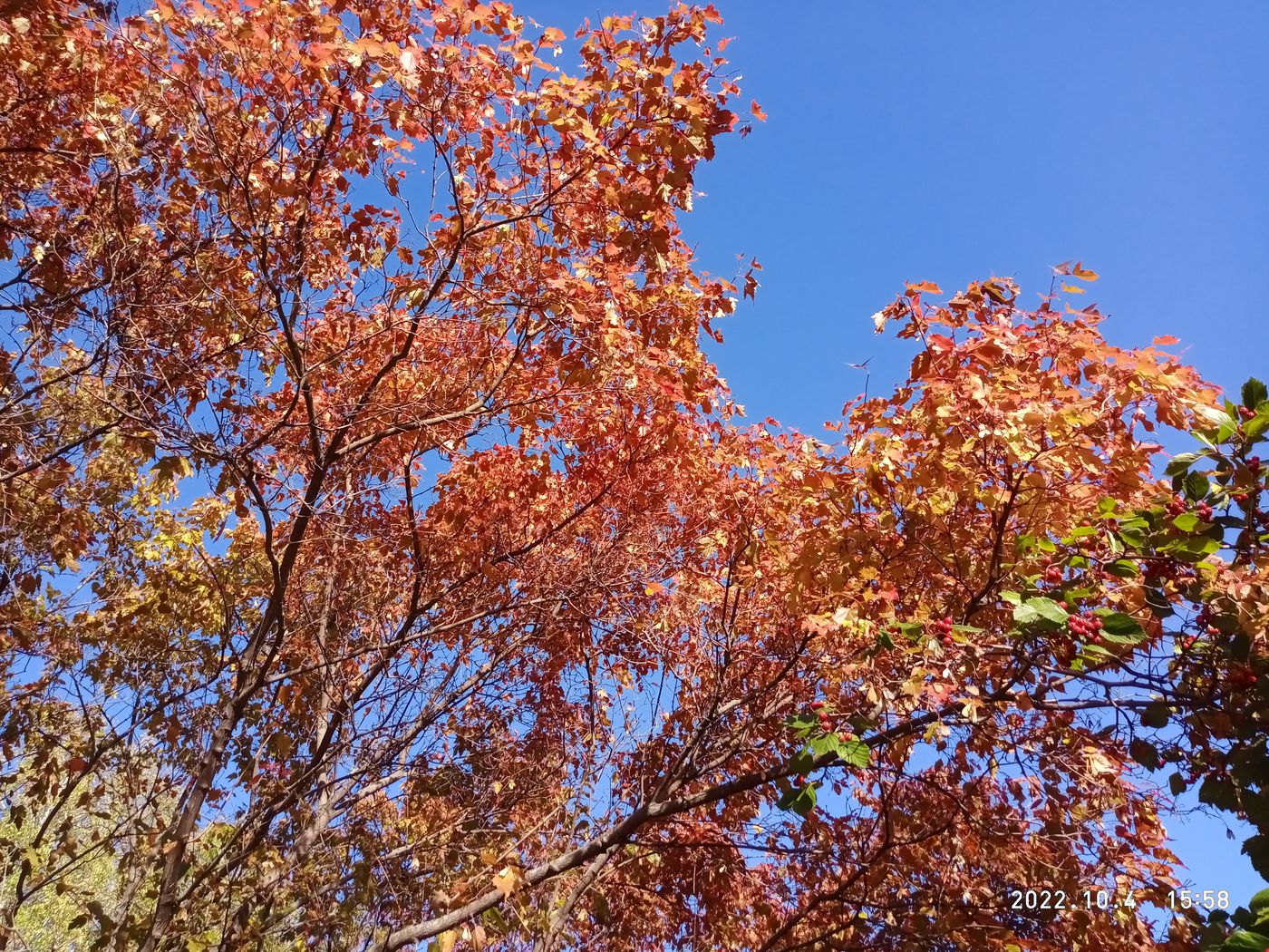 Image of Acer ginnala specimen.