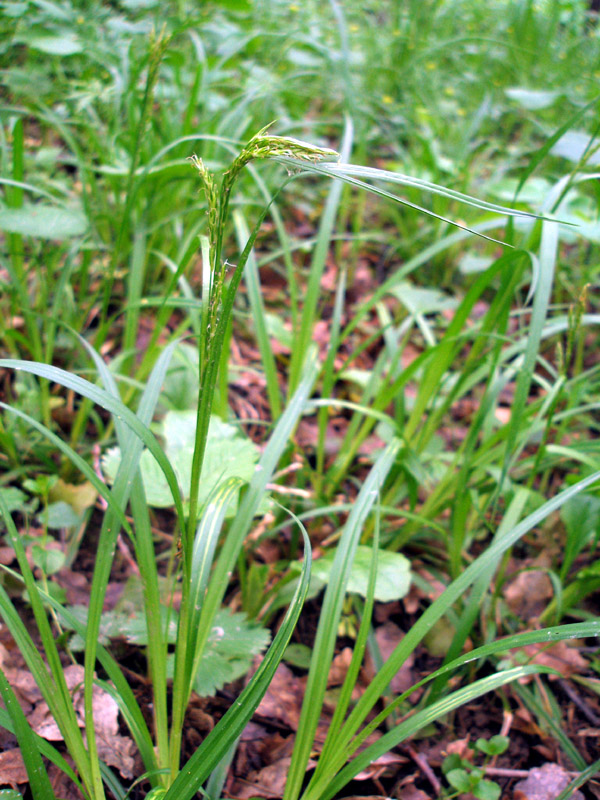 Изображение особи Carex sylvatica.