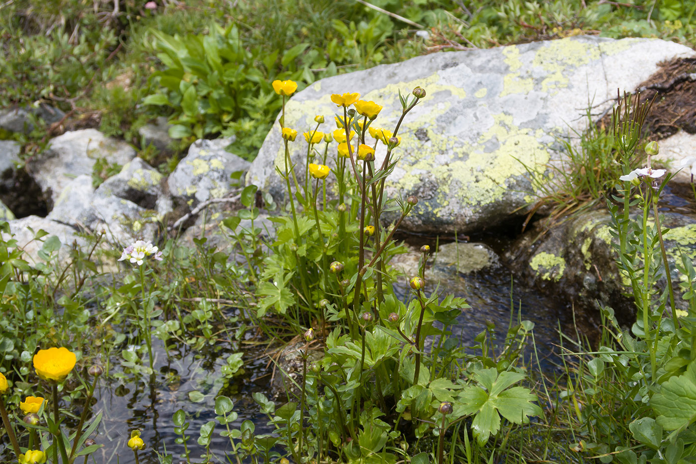 Изображение особи Ranunculus oreophilus.