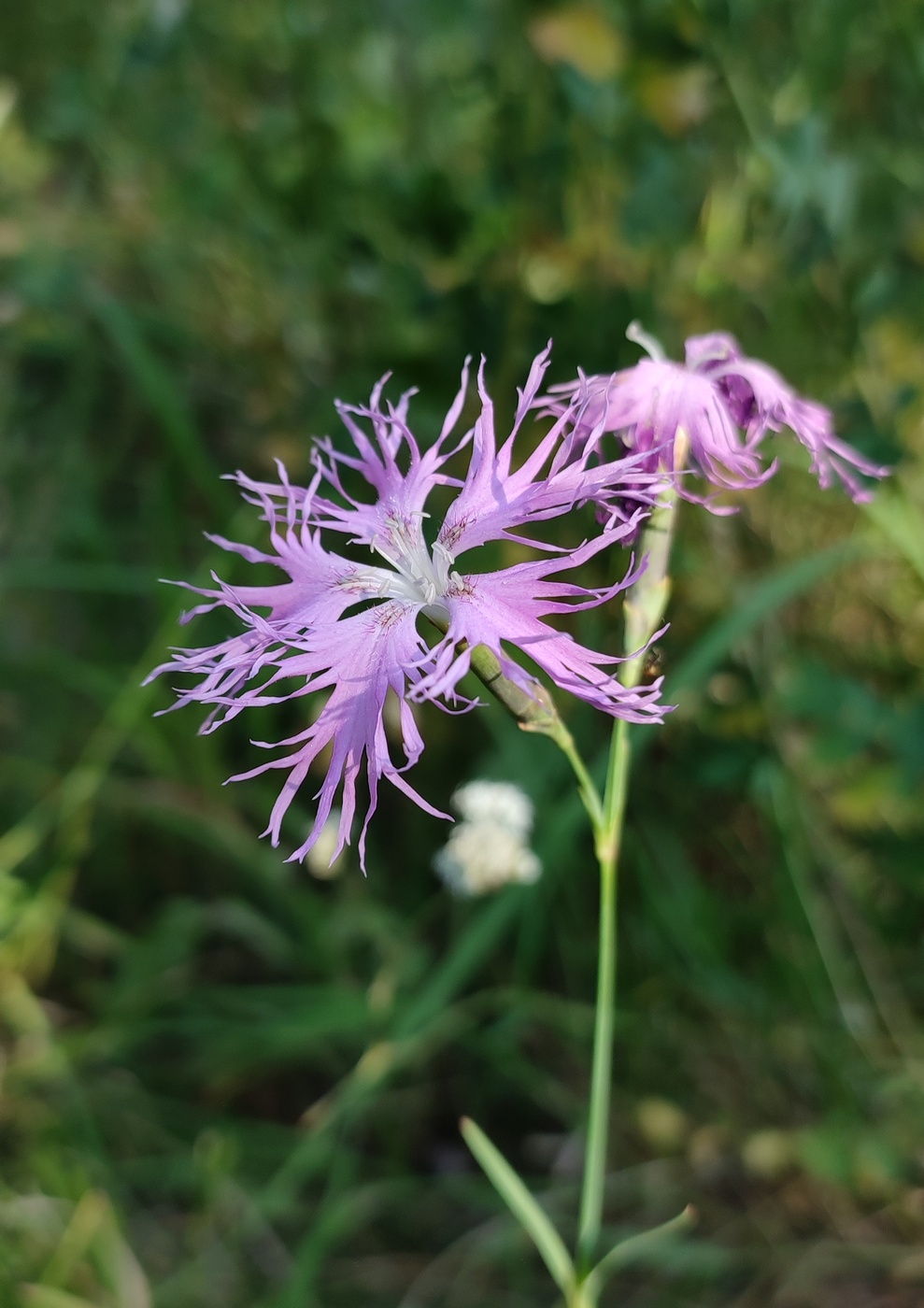 Image of Dianthus superbus specimen.