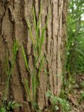 Cardamine hirsuta