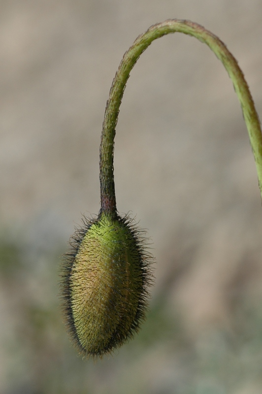 Изображение особи Papaver pseudocanescens.