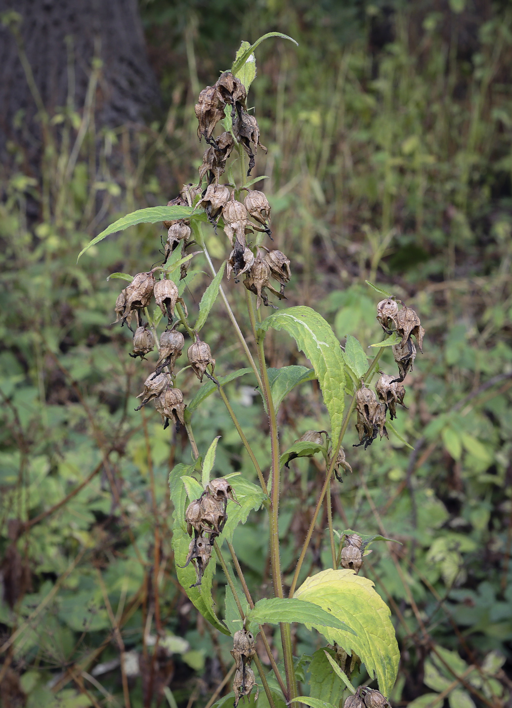 Image of Campanula trachelium specimen.