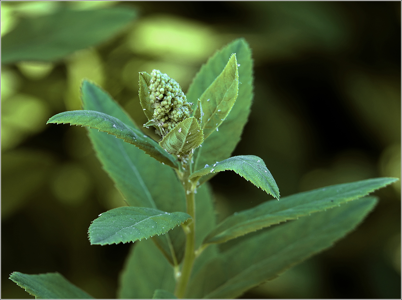 Изображение особи Spiraea × billardii.