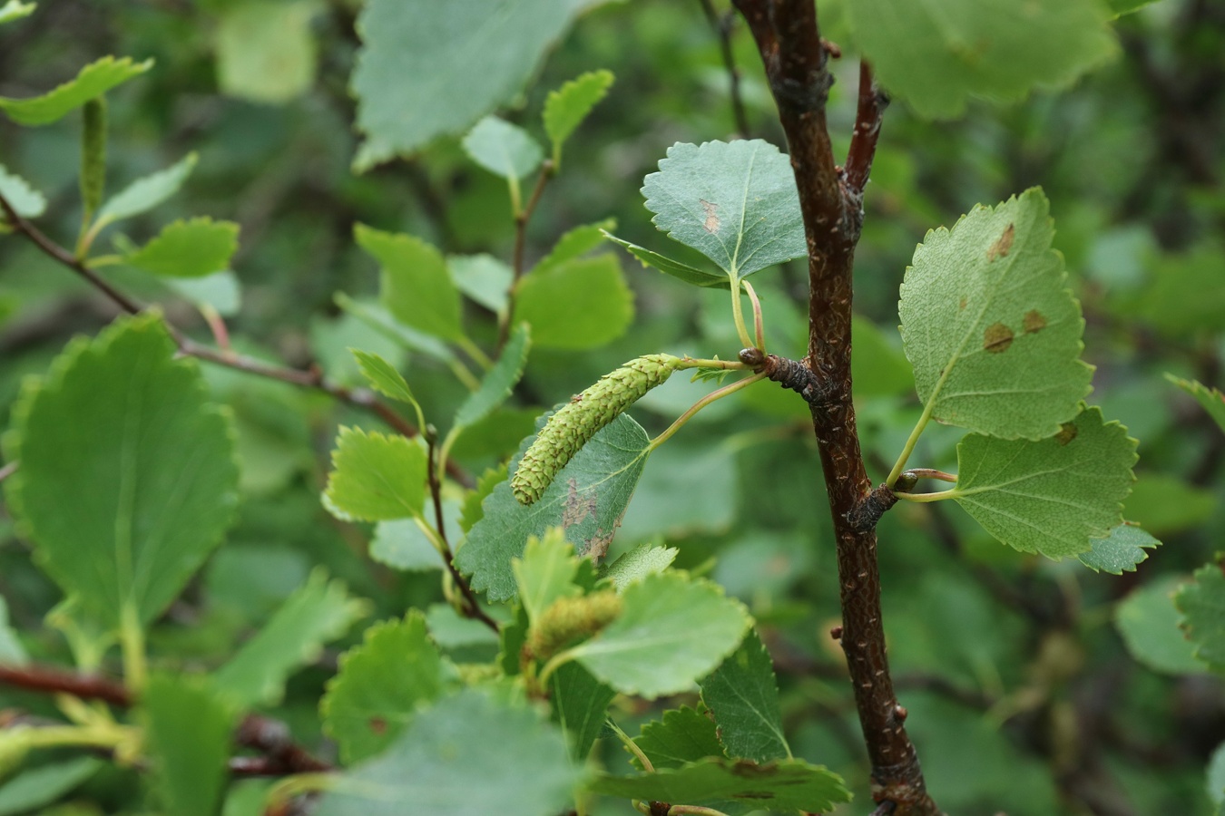 Изображение особи Betula czerepanovii.