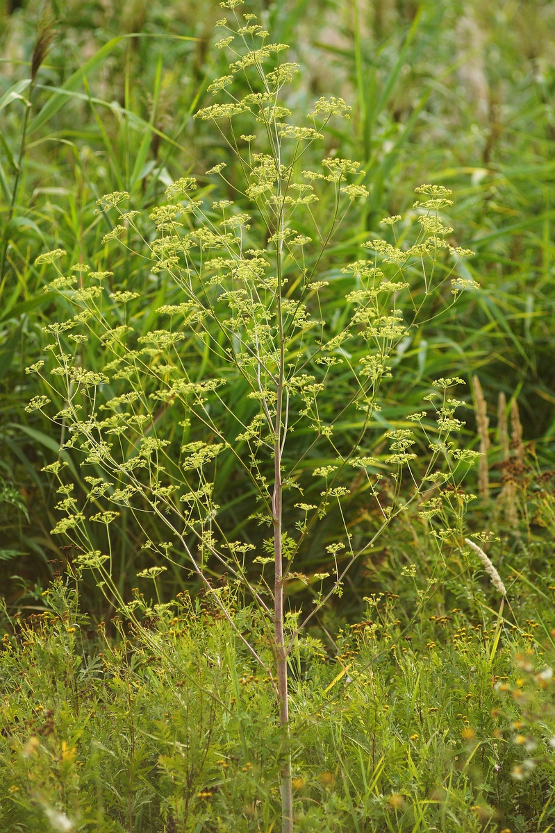 Изображение особи Xanthoselinum alsaticum.