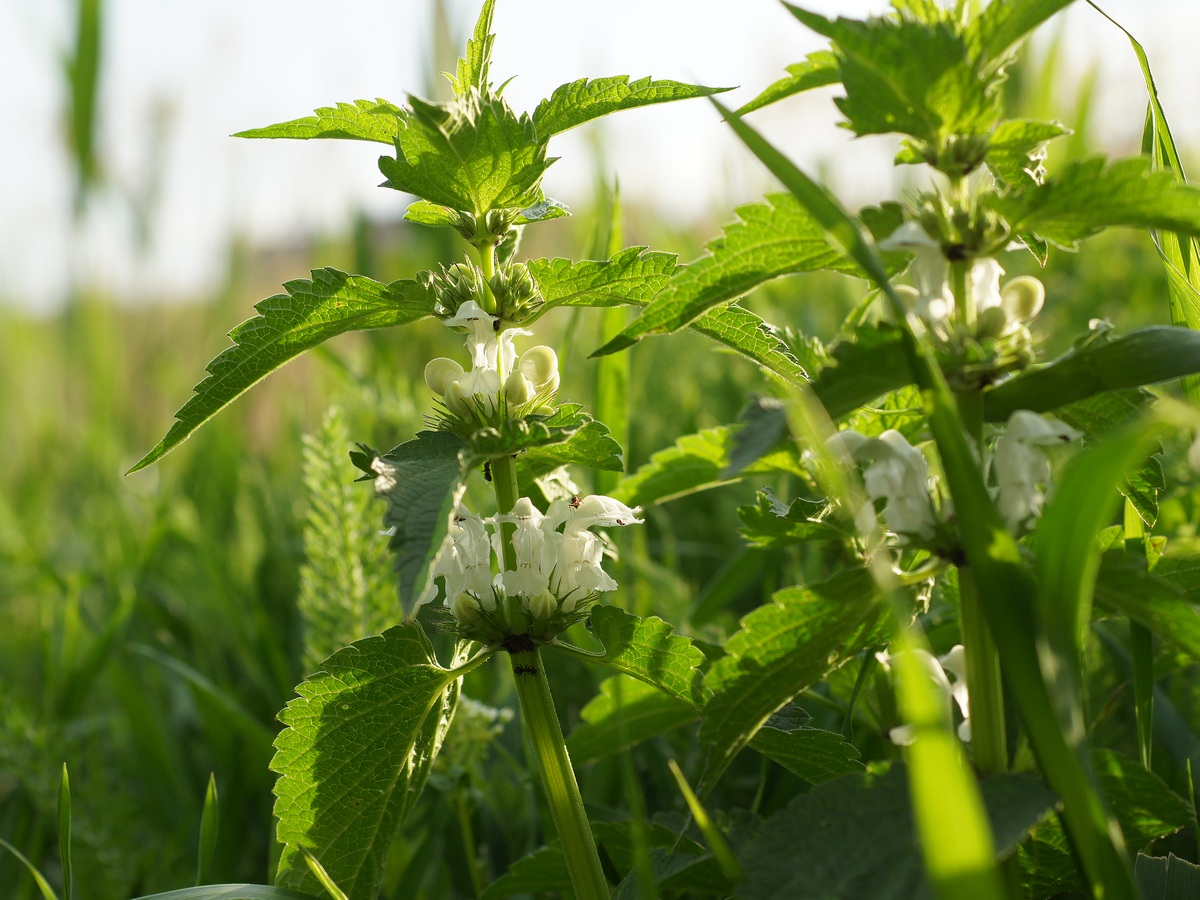 Image of Lamium album specimen.