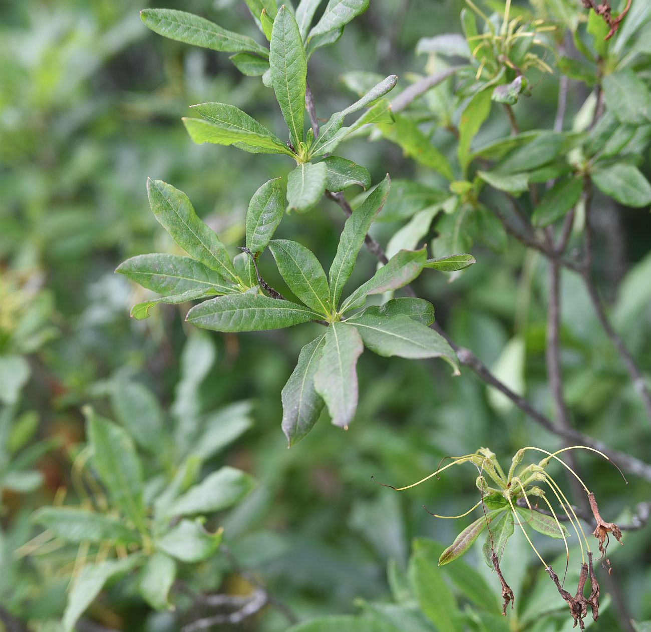 Image of Rhododendron luteum specimen.