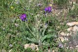 Oxytropis owerinii. Цветущее и плодоносящее растение в сообществе с Thymus. Армения, обл. Гегаркуник, берег оз. Севан, гора Артаниш, ≈ 2200 м н.у.м., субальпийский луг. 23.06.2022.