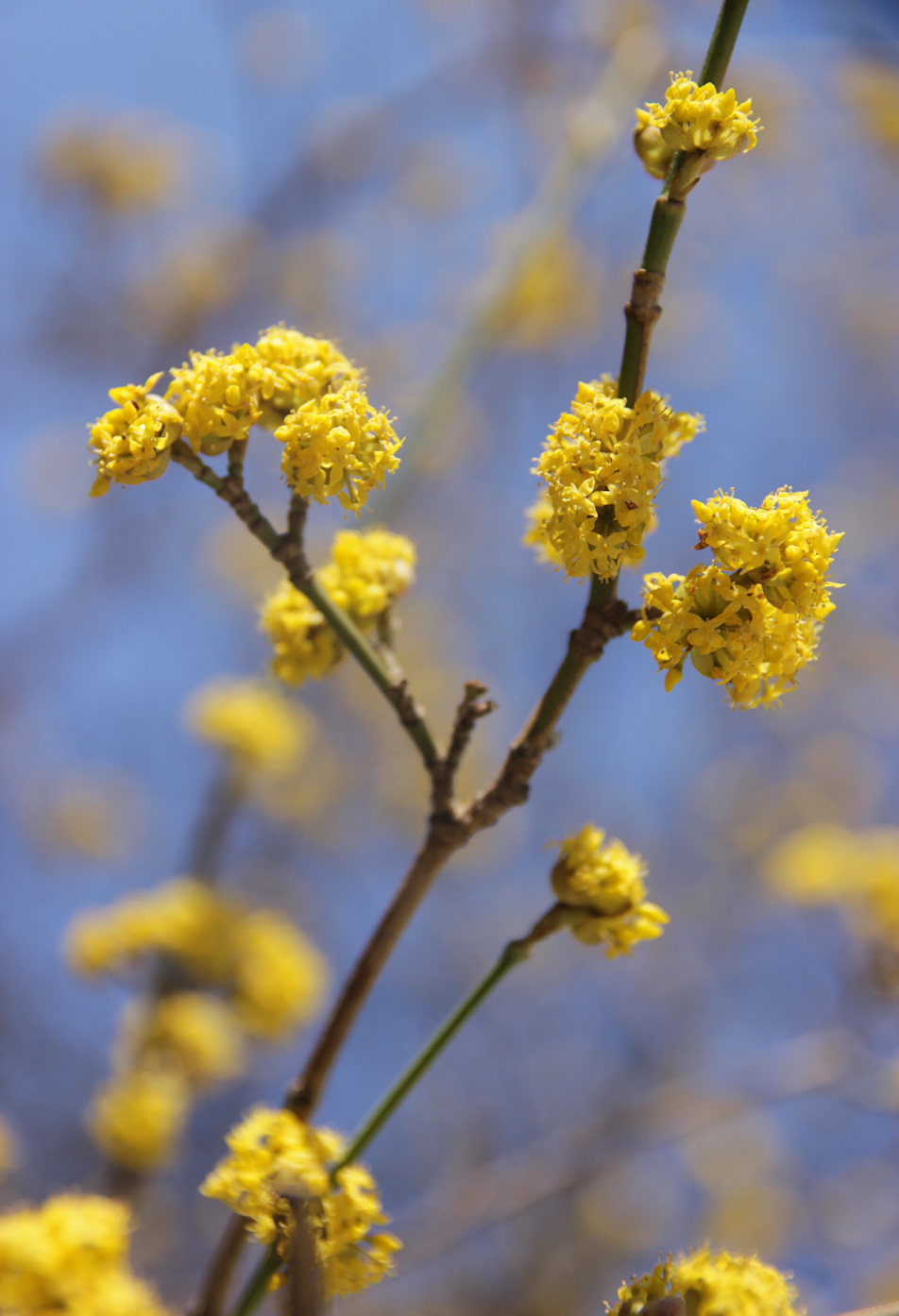 Image of Cornus mas specimen.