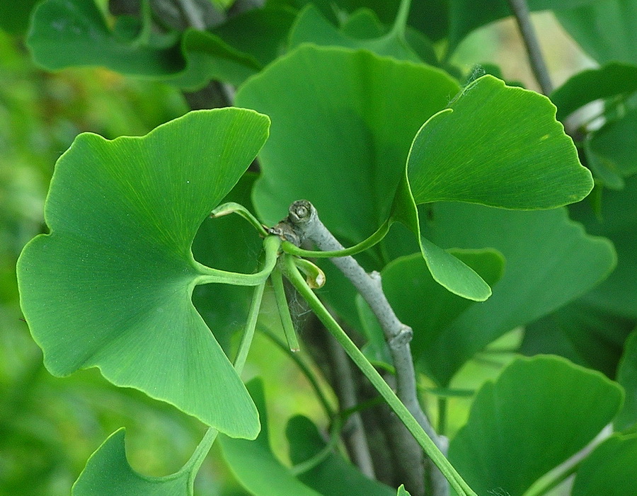 Image of Ginkgo biloba specimen.