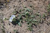 Convolvulus arvensis. Цветущее растение. Армения, обл. Арагацотн, окр. с. Агарак, ≈ 1000 м н.у.м., каменистый сухой склон. 20.06.2022.