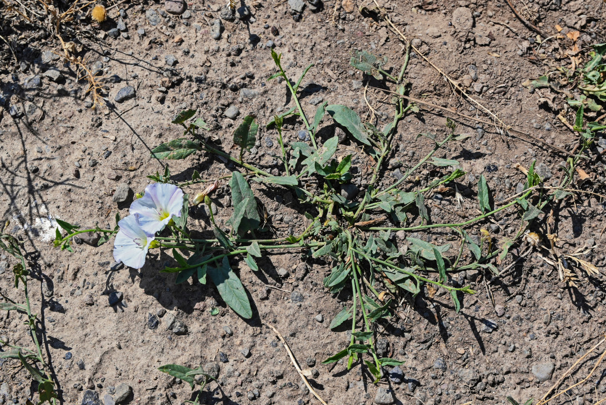 Image of Convolvulus arvensis specimen.