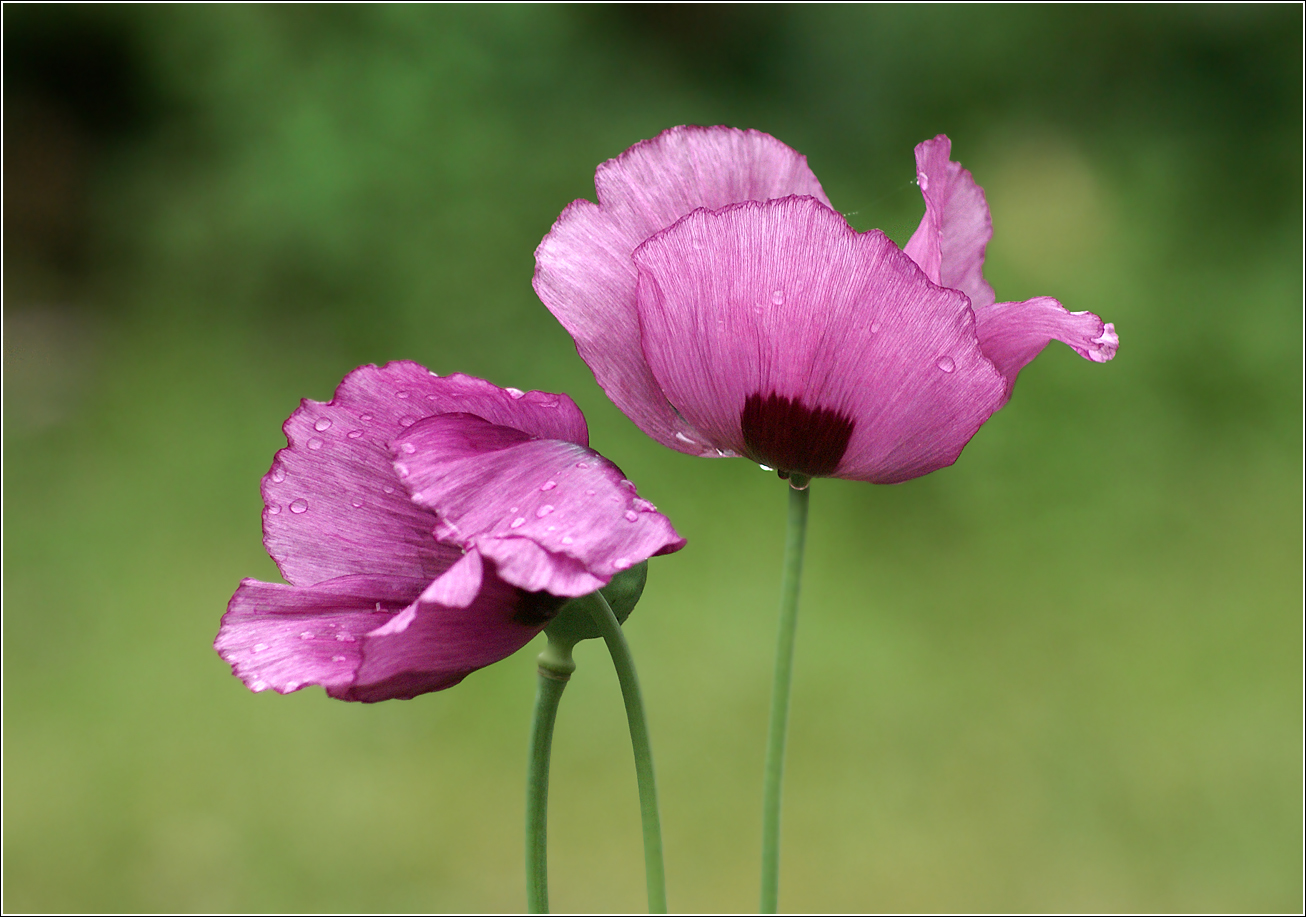 Image of Papaver somniferum specimen.