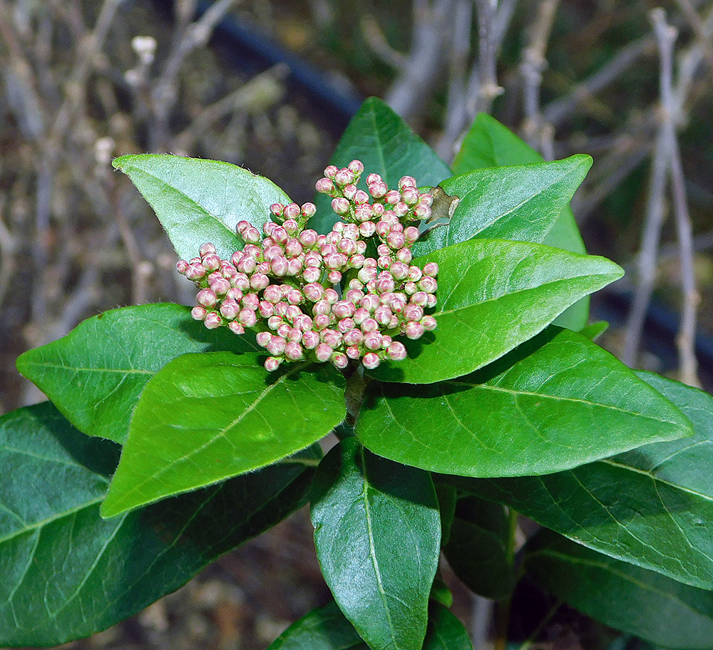 Image of Viburnum tinus specimen.