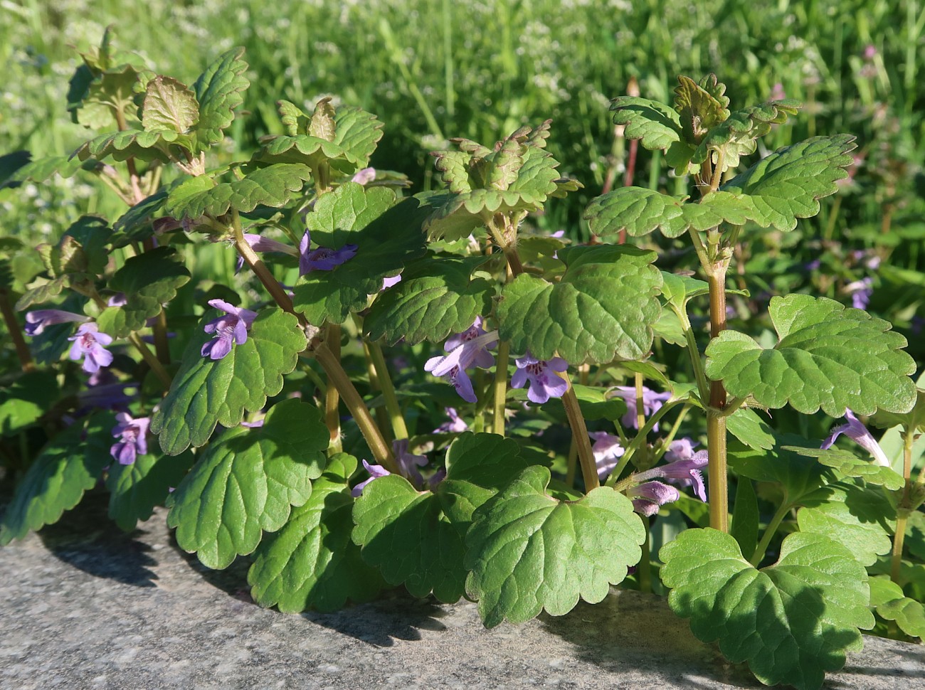 Изображение особи Glechoma hederacea.