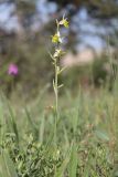 Ophrys oestrifera. Цветущее растение (гипохромная форма). Крым, Севастополь, окр. пос. Сахарная Головка, поляна в посадках сосны. 28.05.2023.