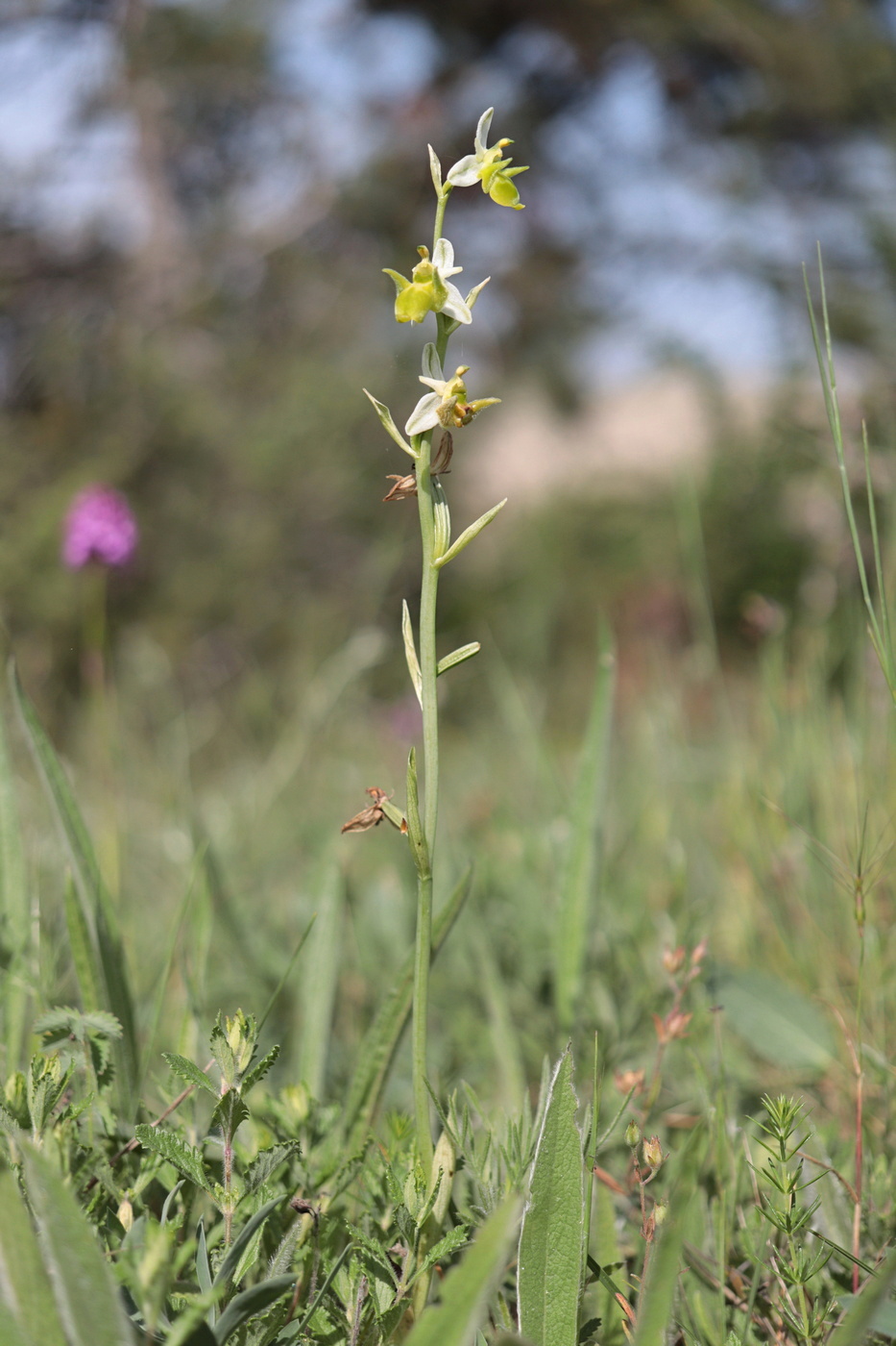 Image of Ophrys oestrifera specimen.