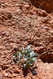 genus Limonium