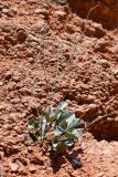 genus Limonium. Вегетирующее растение. Таджикистан, Согдийская обл., Исфара, Калача Мазар (близ мавзолея Ходжа Рошнаи), пестроцветы. 2 мая 2023 г.