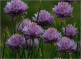 Allium schoenoprasum