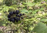 Actaea spicata