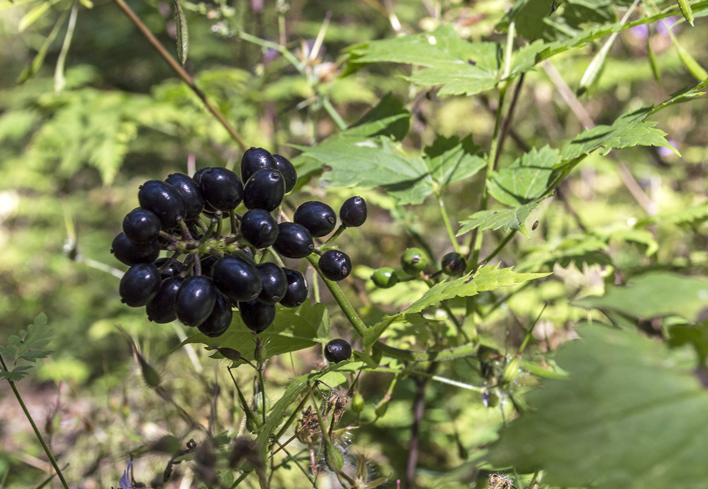 Image of Actaea spicata specimen.