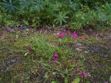 Dianthus deltoides