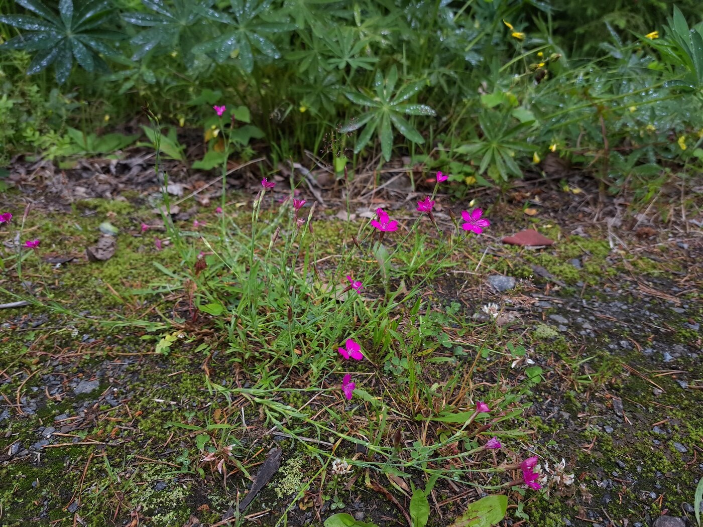 Image of Dianthus deltoides specimen.