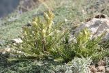 Pedicularis dubia