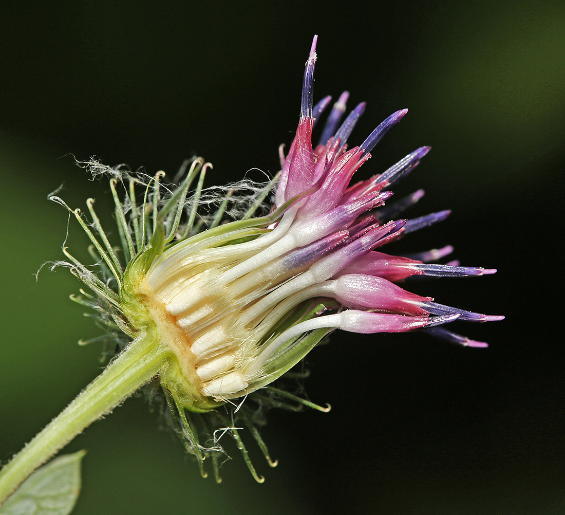 Изображение особи Arctium × ambiguum.